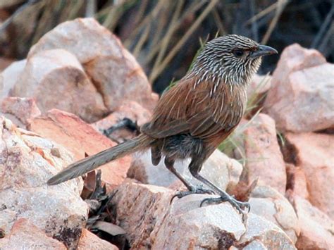 Kalkadoon Grasswren - eBird