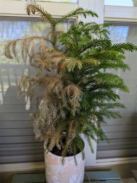 What is happening to my Norfolk Island Pine? : r/plantclinic