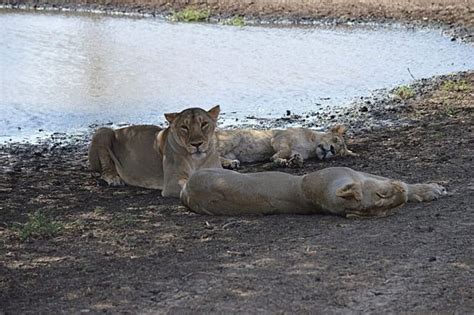 Gir No Longer Home to Most Asiatic Lions | Trans World Features