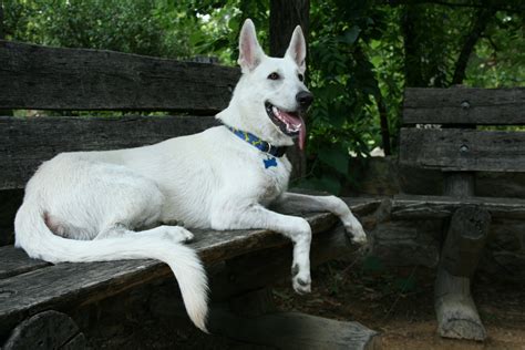 American Canadian White Shepherd
