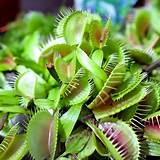 Dionaea Muscipula Venus Flytrap Flower Seeds