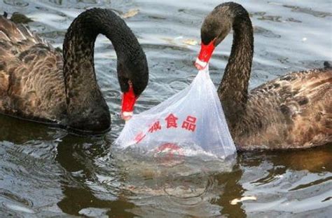 乱扔塑料袋对环境有什么危害-生活百科