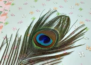 CRAFTWAFT Pack of 50 Decorative Feathers Price in India - Buy CRAFTWAFT ...