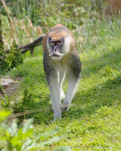 ZooLex Image - Patas monkey