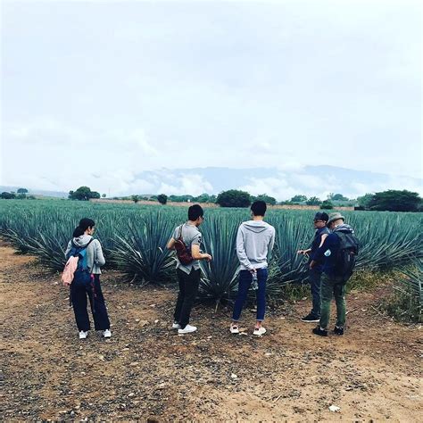 JALISCO TRIP TOURS (2025) All You Need to Know BEFORE You Go (with ...