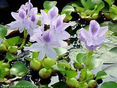 plante d eau les plantes aquatiques en aquariophilie plante d eau les plantes aquatiques en aquariophilie