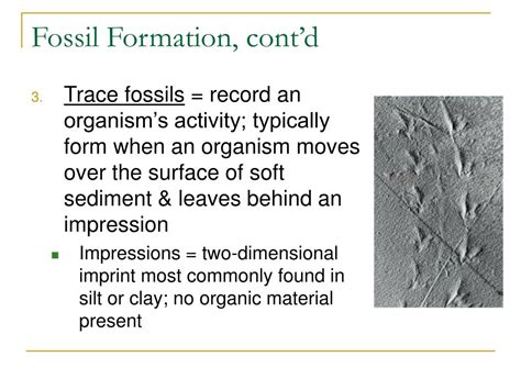 Image result for Fossil Formation