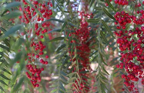 Image result for Red String PFP