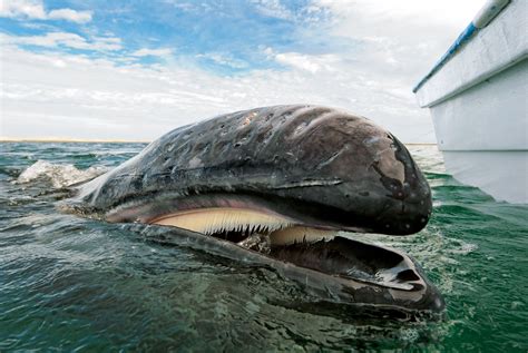 Blue Whale Teeth Size