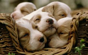 Posters for room. Collection of cute little puppies. Paper Print ...