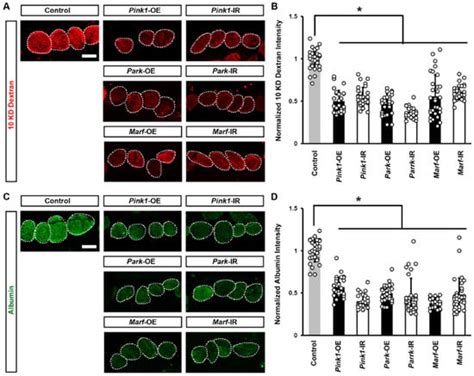 Dysfunction of Mitochondrial Dynamics Induces Endocytosis Defect and ...