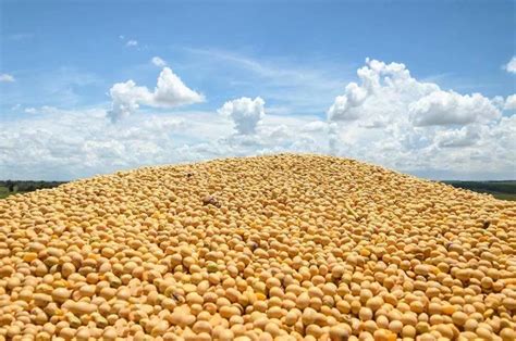 巴西大豆出口继续恢复的情况下，国内豆粕后市供应紧张局面或将缓解 - 猪好多网