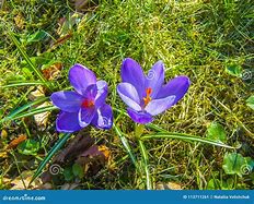 Image result for Blue Crocus Flowers