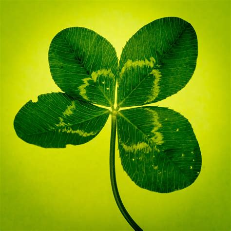 Free Four Leaf Clover Images