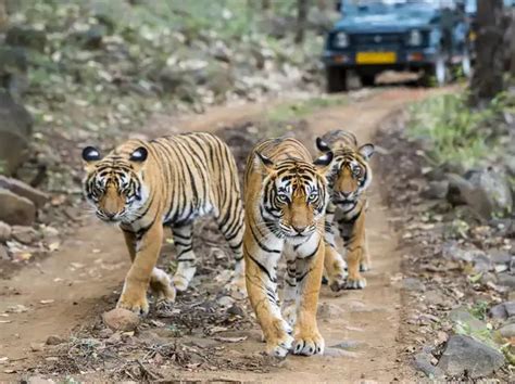 Top 6 places to spot tigers in India during Summer - Tadoba-Andhari ...