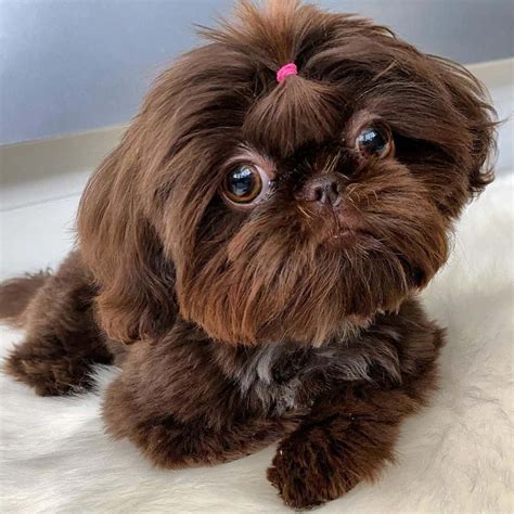 Liver Shih Tzu: A Rare and Beautiful Coat Color