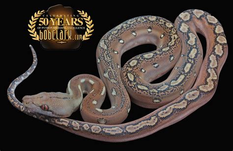 Image result for Phantom Reticulated Python