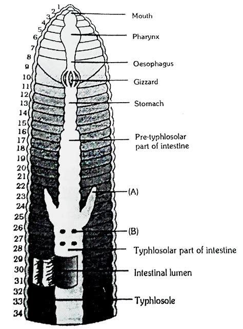 Given below the diagram of alimentary canal of earthworm. Identify the ...