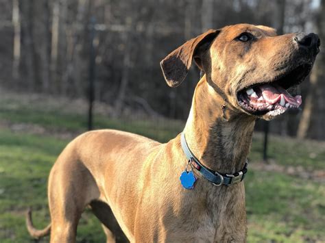 Doberman Great Dane Mix Great Dane Dogs For Sale In Ireland