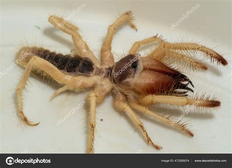 Giant Scorpion Spider