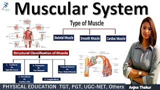 Image result for Muscle Structure Classifications