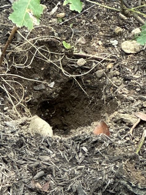 Dug up 2 bee ground nests last night. SE Connecticut. Raccoon? : r ...