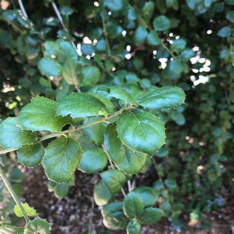 Coast live oak (Quercus agrifolia) Flower, Leaf, Care, Uses - PictureThis