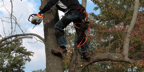 Image result for Tree Trunk White Rot