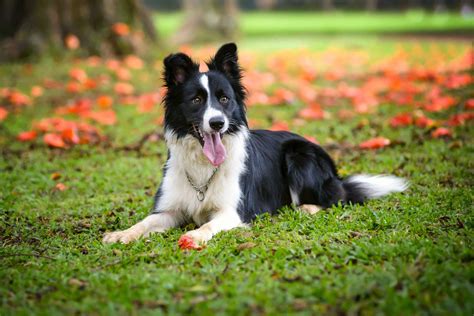 Dog Border Collie