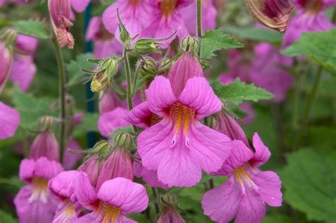 20 Interesting Facts About Plant Roots - Facts.net