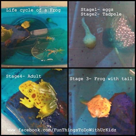 Frog Cycle 的图像结果