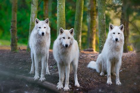 Beyond the dire wolf: Colossal Biosciences' vision for the future of de-extinction - AZ Big Media