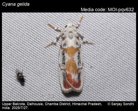 Cyana gelida | Moths