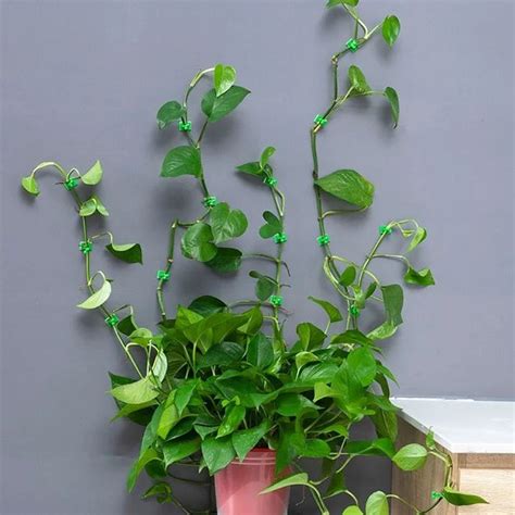30pcs Climbing Plants Wall Clips (Large Size) – 99wholesale