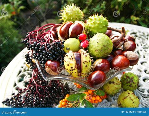 Autumn Fruits of the Season Stock Image - Image of bright, golden: 1334433
