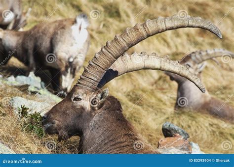 Alpine Ibex Capra ibex. stock photo. Image of altitude - 83293904