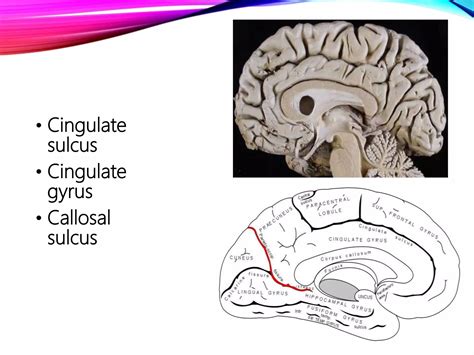 Gyri and Sulci of cerebrum | PPTX