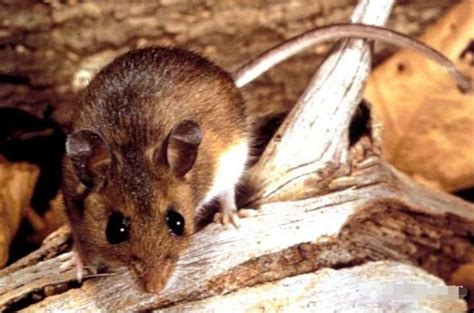 老鼠生活习性及如何灭鼠 - 知乎