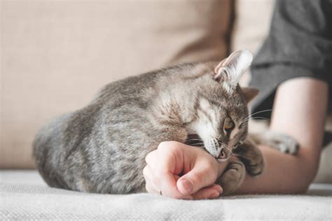 5 Reasons Why Cats Hiss & How To Stop The Behavior