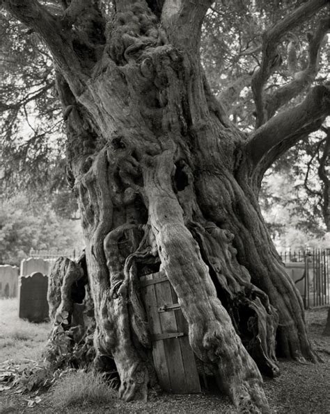 Artist Spends 14 Years Photographing The Oldest Trees In The World And ...