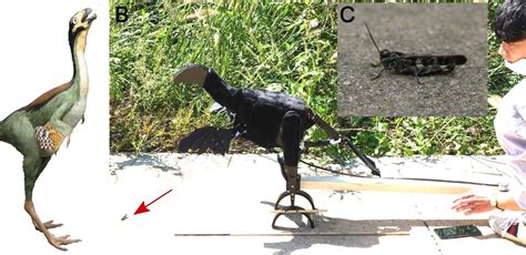 Robopteryx: The Robot That Reveals How Dinosaurs Flapped Feathers to ...