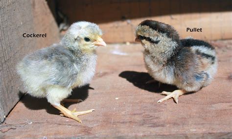 Legbar Auto-Sexing Chicken Guide — Roobeez