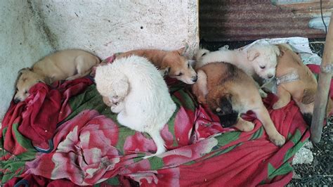 See related image detail. Help 5 adorable puppies while raining - YouTube