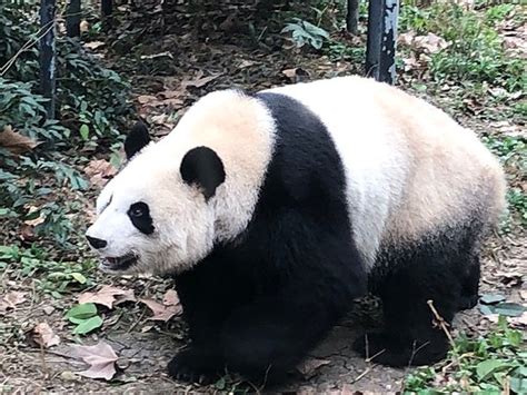 Chengdu Zoo - 2019 What to Know Before You Go (with Photos) - TripAdvisor
