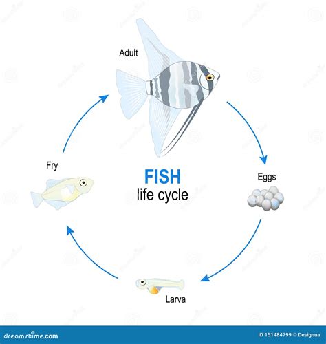 Fish Life Cycle from Eggs To Larva, Fry and Adult Angelfish Stock ...