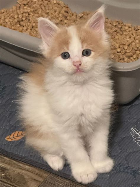 Available Kittens — The Farmer's Cat Maine Coon Cattery