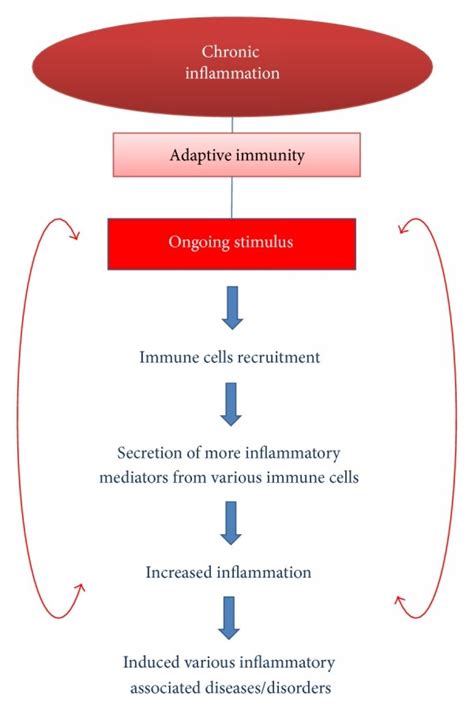 Inflammation Process Steps 的图像结果