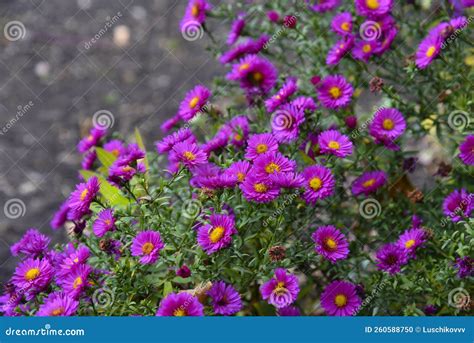 Purple Flowers of Aster Perennial Shrub Aster Dumosus. Beautiful Purple ...