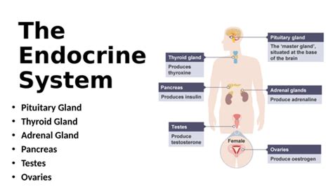 Endocrine System Function and Structure 的图像结果