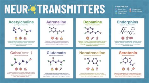 What Is a Neurotransmitter 的图像结果